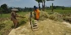 Petani Sambut Gembira Harga Gabah Tinggi