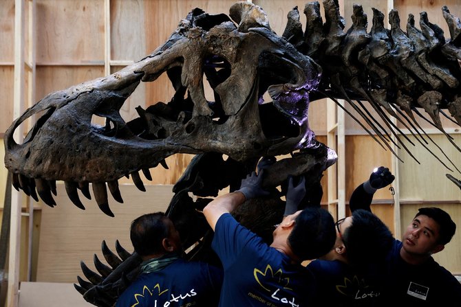 mengintip perakitan fosil t rex yang akan dilelang di singapura