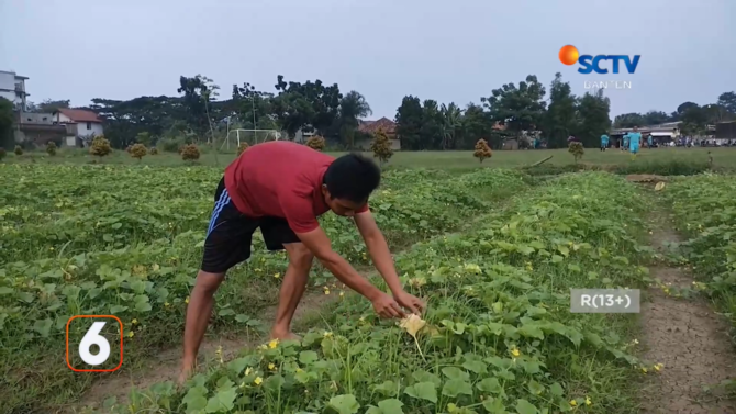 petani timun suri di tangerang gagal panen jelang ramadan