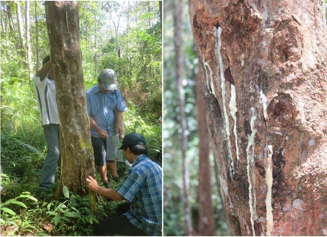 3 fakta menarik kemenyan pohon endemik asal sumatra utara yang jadi komoditi andalan