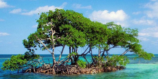 Mangrove untuk Turunkan Emisi Karbon di Kawasan Pesisir