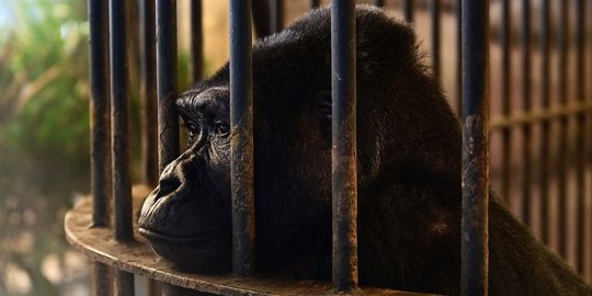 Sedihnya Gorila Paling Kesepian di Dunia, 33 Tahun Hidup Terkurung di Mal Thailand