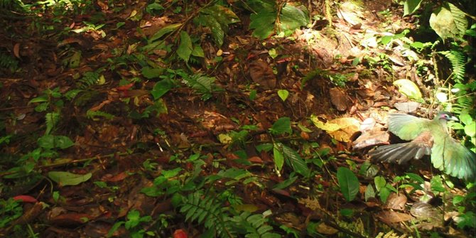 Mengenal Burung Tokhtor, Hewan Endemik Sumatra yang Langka di Indonesia