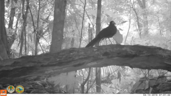 burung tokhtor sumatra yang sudah terancam punah