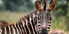 Zebra Itu Warnanya Hitam Garis Putih atau Putih Garis Hitam? Ini Penjelasan Sains