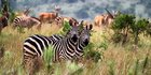 Fosil Zebra Raksasa Seberat 450 KG di Afrika Ungkap Dampak Perubahan Iklim