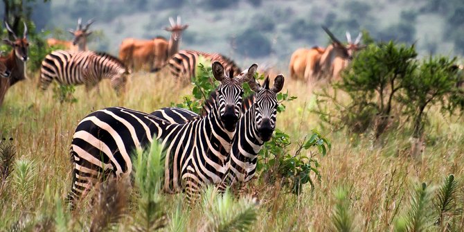 Fosil Zebra Raksasa Seberat 450 KG di Afrika Ungkap Dampak Perubahan Iklim