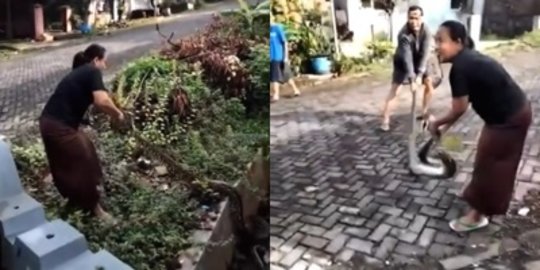 Emak-Emak Tangkap Ular 3 Meter dengan Tangan Kosong, Ini Videonya Panen Pujian