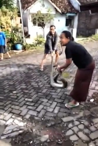 aksi emak tangkap ular