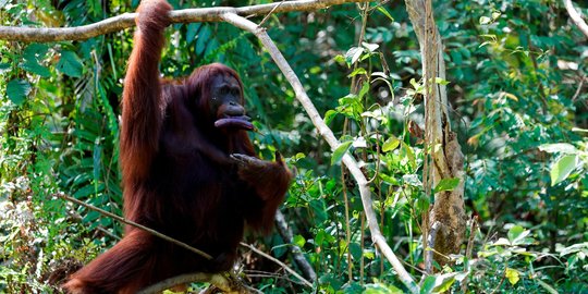 Kekhawatiran Populasi dan Habitat Orangutan di Tengah Pembangunan IKN Nusantara