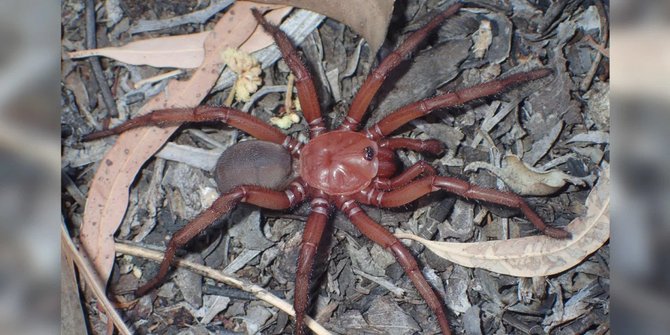 Mirip Tarantula, Laba-Laba Raksasa Langka Ini Ditemukan di Pinggir Jalan