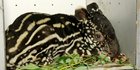 Anak Tapir Masih Menyusu Ditemukan di Permukiman Warga Kuansing