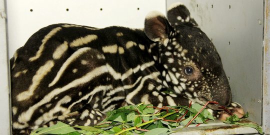 Anak Tapir Masih Menyusu Ditemukan di Permukiman Warga Kuansing