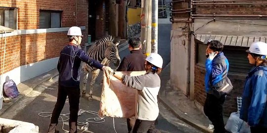 Seekor Zebra Tersesat di Jalanan Kota Seoul Setelah Kabur dari Kebun Binatang