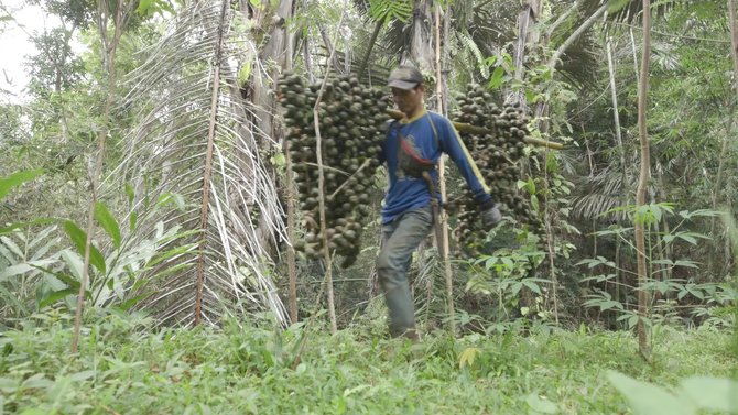 petani kolang kaling