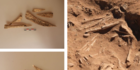 Temuan Pisau Tulang Sapi Ungkap Bagaimana Praktik Bedah 7.000 Tahun Lalu