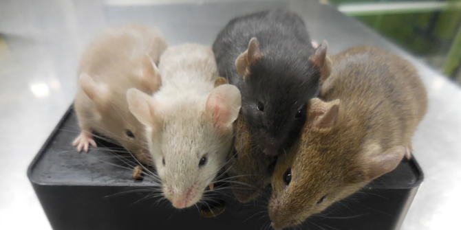 Pertama dalam Sejarah, Ilmuwan "Ciptakan" Tikus dari Dua Tikus Jantan