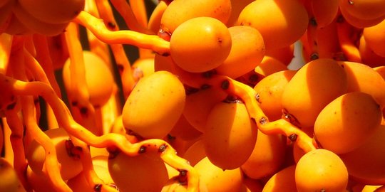 Miliki Khasiat Berbeda, Ketahui Sejumlah Manfaat Luar Biasa dari Kurma Muda