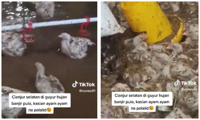viral ribuan ayam terbawa arus banjir hingga membuat pemiliknya histeris di cianjur