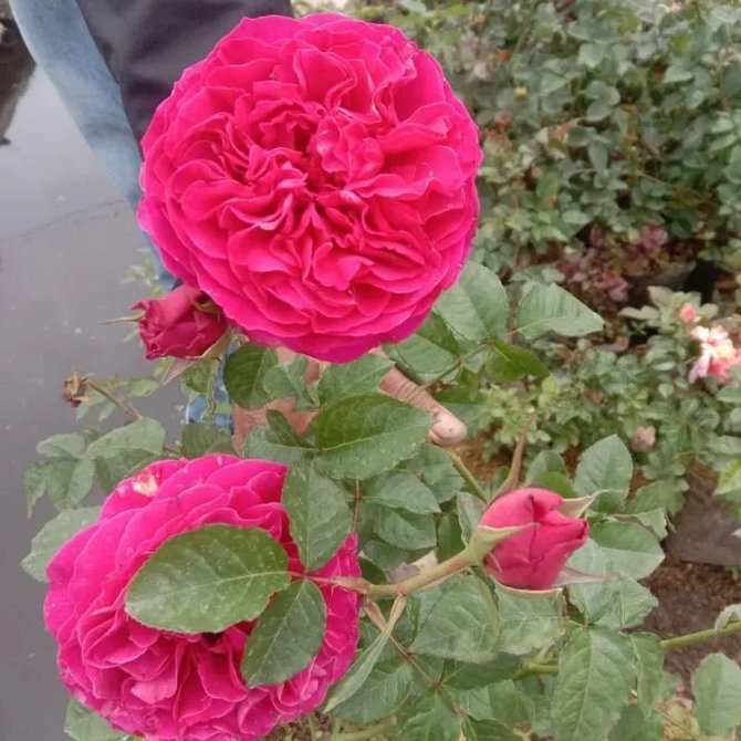 mawar impor kate rose