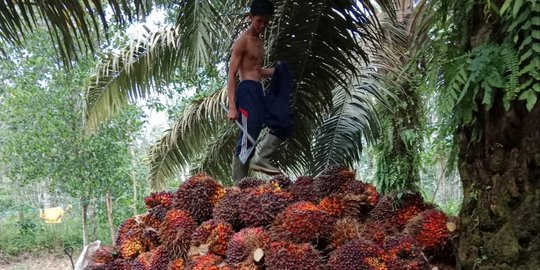 Tandan Kosong Kelapa Sawit Bisa Disulap Jadi Helm, Harganya Capai Rp350.000