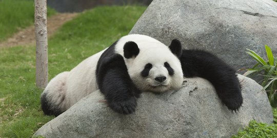 Ilmuwan Temukan Bukti Panda Dulunya Makan Daging Sebelum Bambu