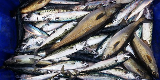 7 Manfaat Kesehatan Luar Biasa dari Konsumsi Ikan Kembung