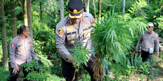 2 Hektare Ladang Ganja di Aceh Utara Dimusnahkan, Pemilik Ditangkap