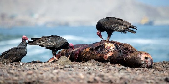 Wabah Flu Burung Tewaskan Singa Laut di Chile