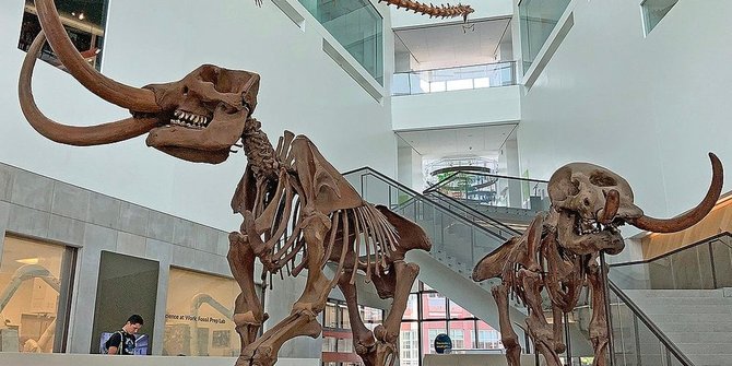 Sedang Perbaiki Gorong-Gorong, Pekerja Konstruksi Temukan Fosil Mastodon 12.000 Tahun