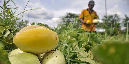 Berkah Ramadan Bagi Petani Timun Suri di Depok