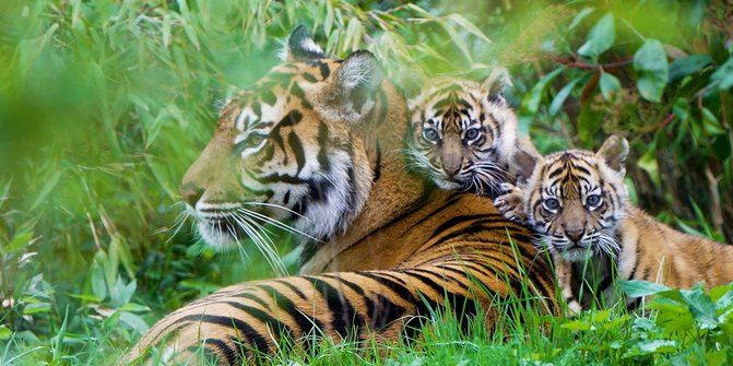 Kebun Binatang Inggris Memperkenalkan Alif & Raya, Harimau Sumatera Terancam Punah