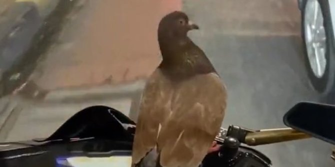 Viral Burung Dara Naik di Motor Tapi Tidak Terbang, Lucu Bak Mainan