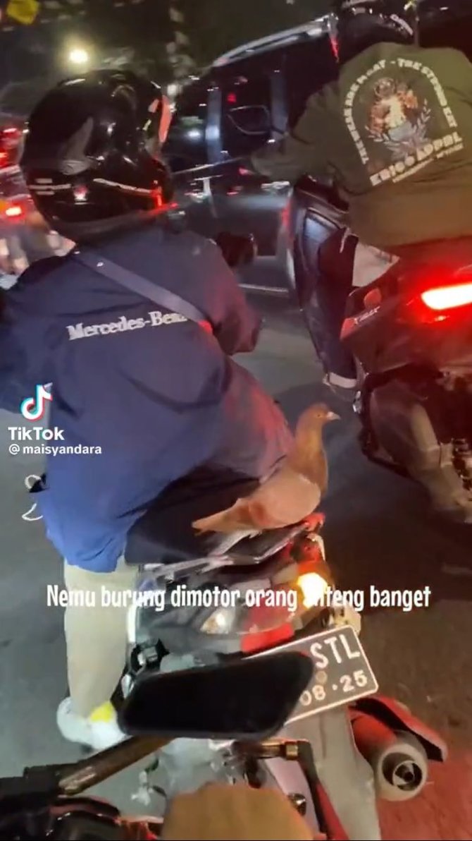 viral burung dara naik di motor tapi tidak terbang lucu bak mainan