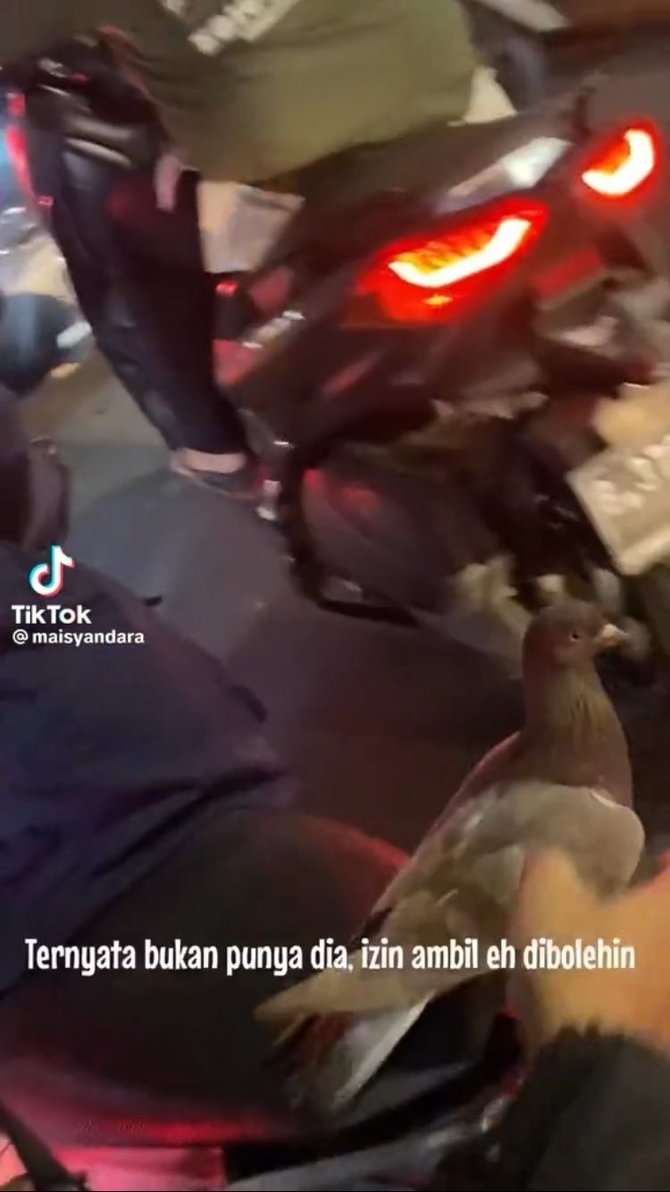 viral burung dara naik di motor tapi tidak terbang lucu bak mainan