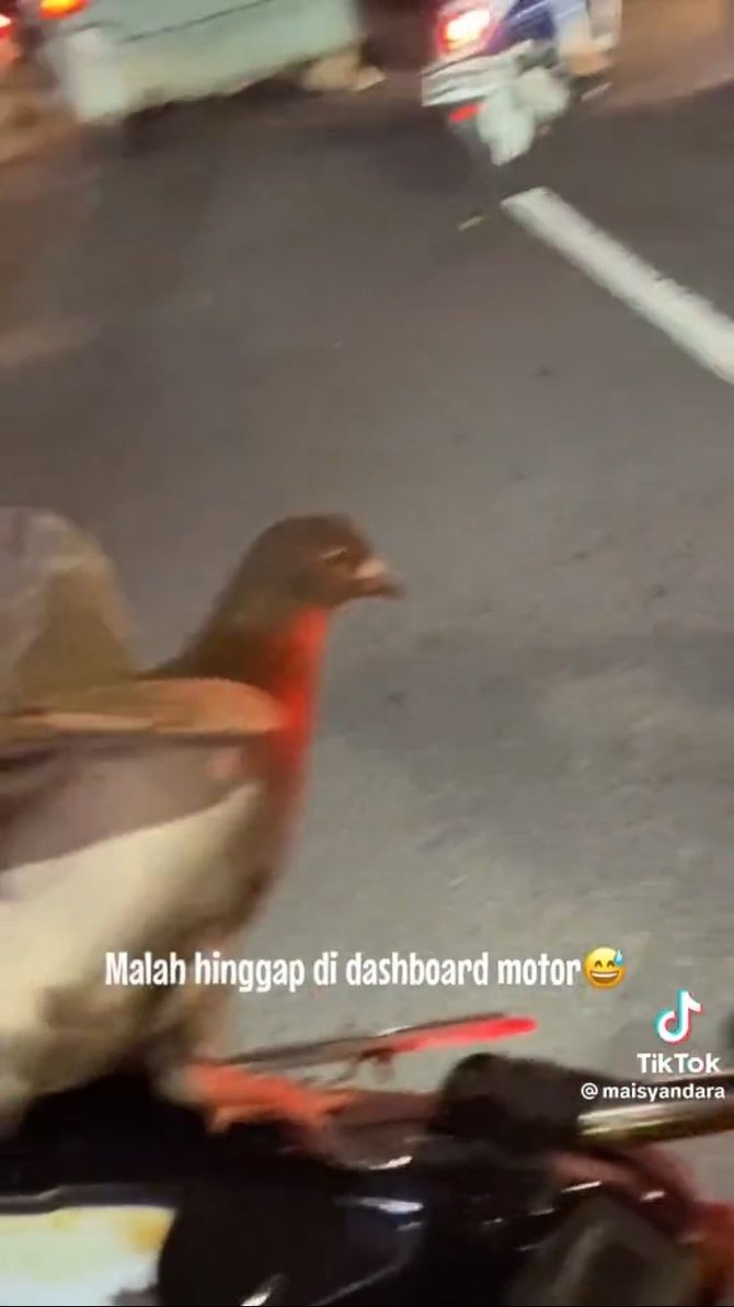 viral burung dara naik di motor tapi tidak terbang lucu bak mainan