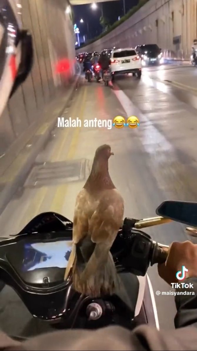 viral burung dara naik di motor tapi tidak terbang lucu bak mainan