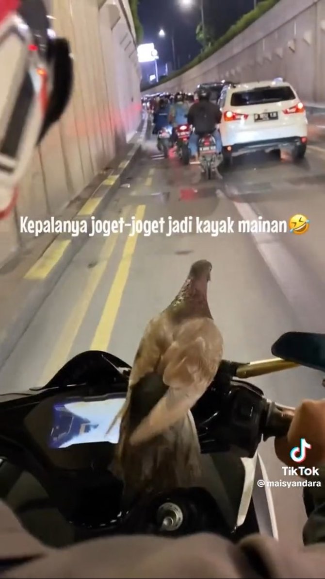 viral burung dara naik di motor tapi tidak terbang lucu bak mainan