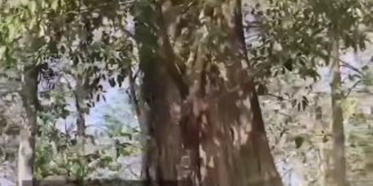 Mengenal Jati Denok, Pohon Jati Terbesar di Indonesia Berusia 400 Tahun