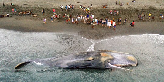 Mati Terdampar di Pantai Bali, Paus Sperma 17 Meter Jadi Tontonan Heboh Warga