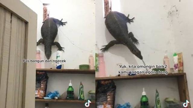 auto panik wanita ini dapati biawak besar masuk ke kamar mandi lewat ventilasi