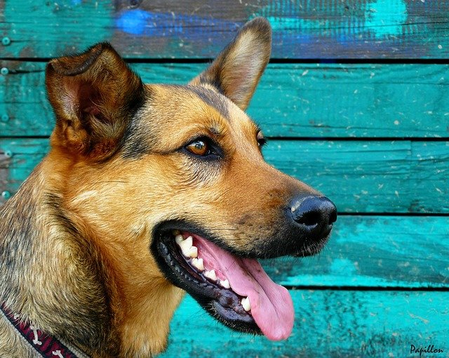 ilustrasi anjing german shepherd