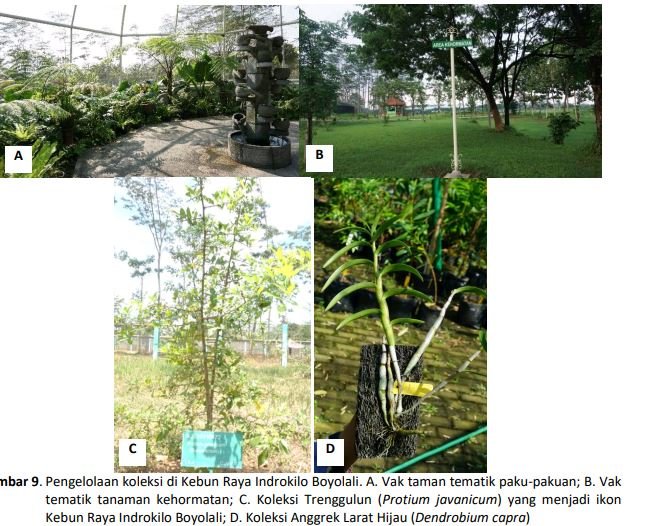 kebun raya indrokilo