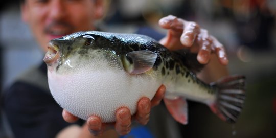 Pasangan Lansia di Malaysia Tewas Usai Makan Ikan Buntal Goreng