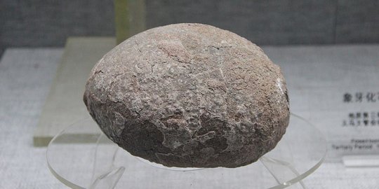 Fosil Telur Ungkap Banyak Misteri Masa Lalu, Dari Iklim hingga Perhiasan