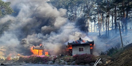 Ganasnya Kebakaran Hutan di Korsel, Puluhan Rumah Ludes dan Ratusan Orang Dievakuasi