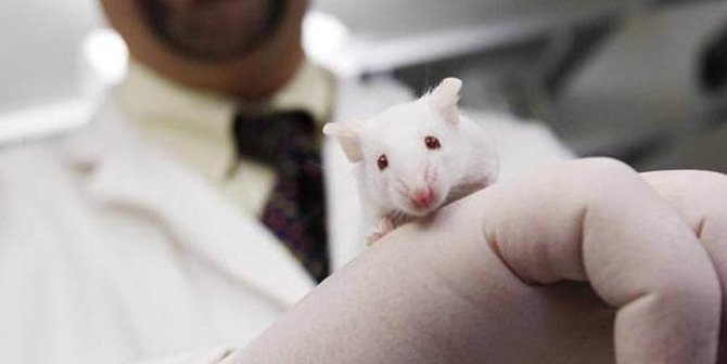 Ilmuwan Mampu Memperpanjang Ingatan Pada Otak Tikus
