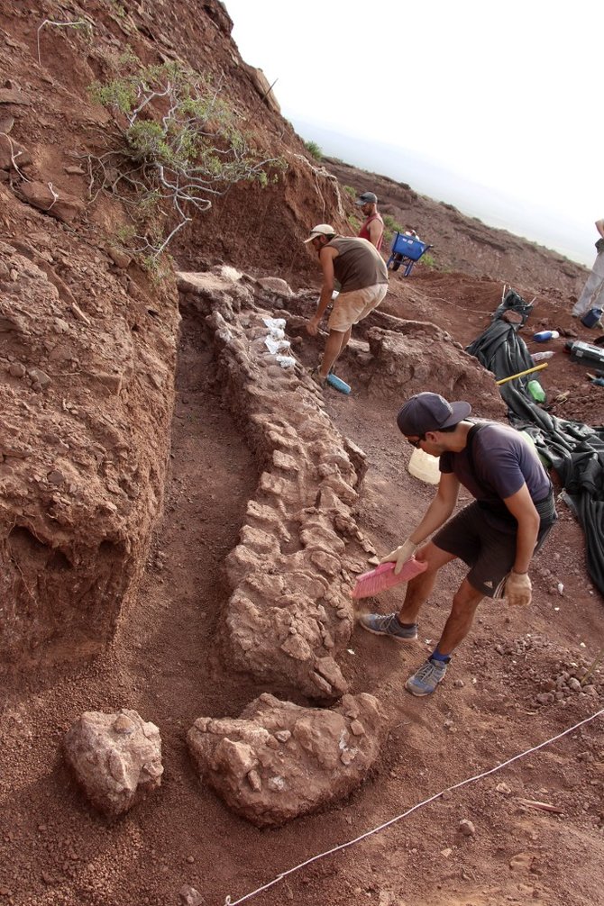 fosil dinosaurus di argentina