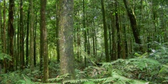 Berkunjung ke Cagar Alam Sibolangit, Wisata Jelajah Hutan Konservasi di Deli Serdang