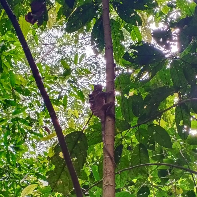 wisata cagar alam sibolangit di deli serdang